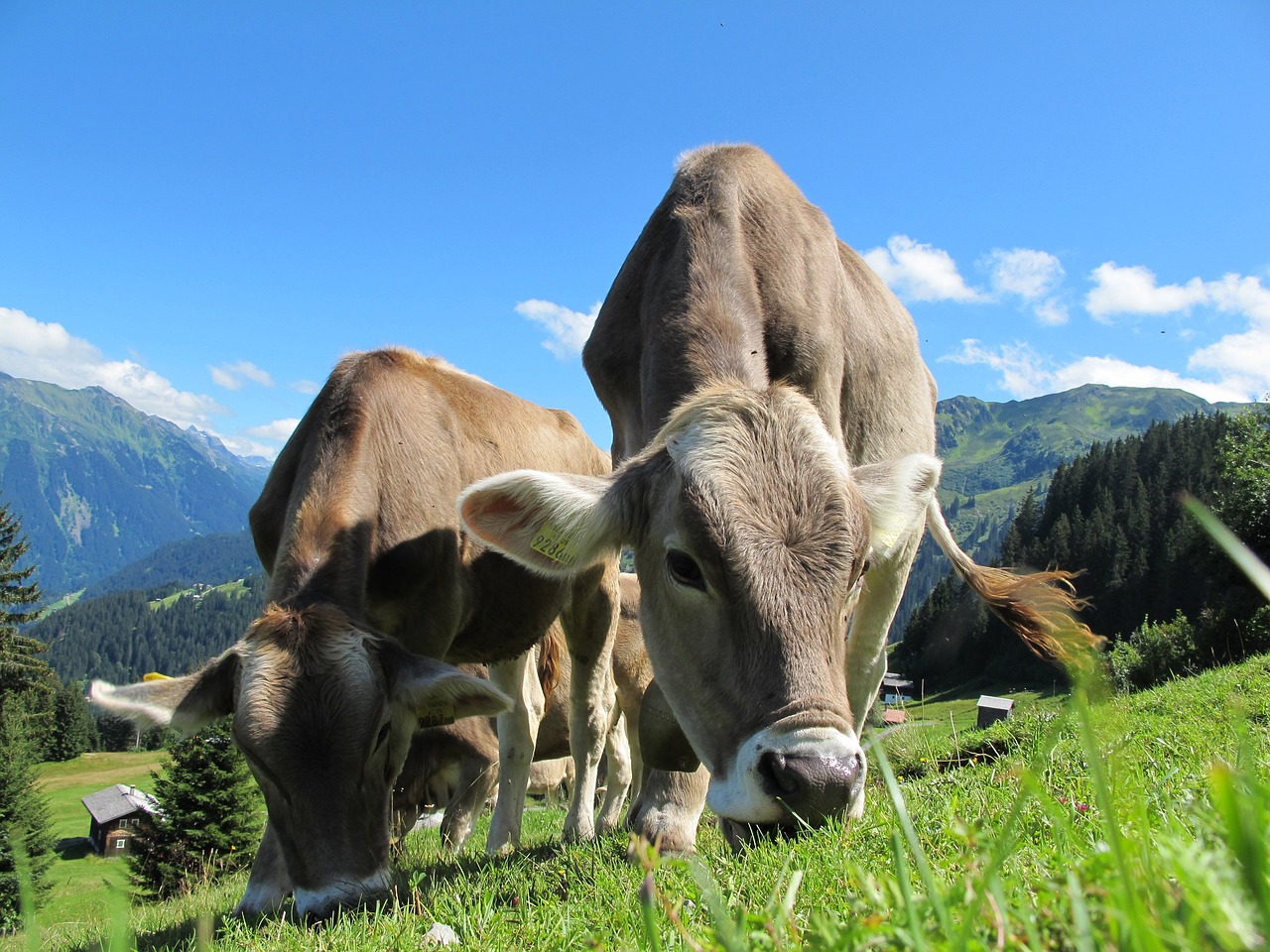 cows-203460_1280